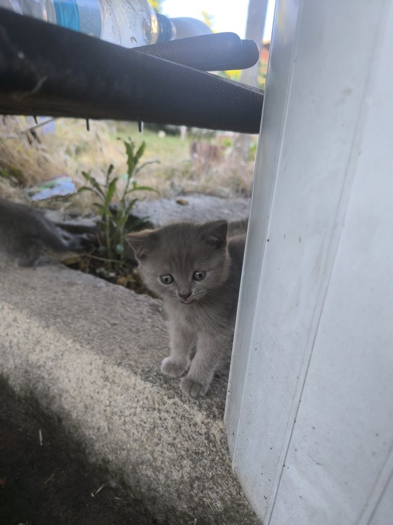 Британски котенца