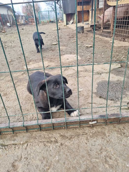 Ofer spre adopție cățel