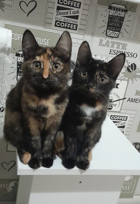 Котята в добрые руки,