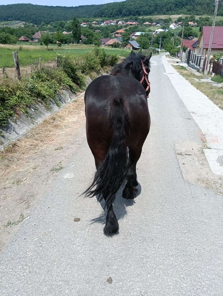 Vând manza de 1si 5 luni