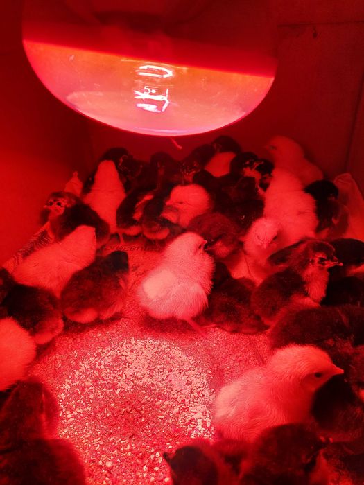 Pui de o zi de Australorp negru