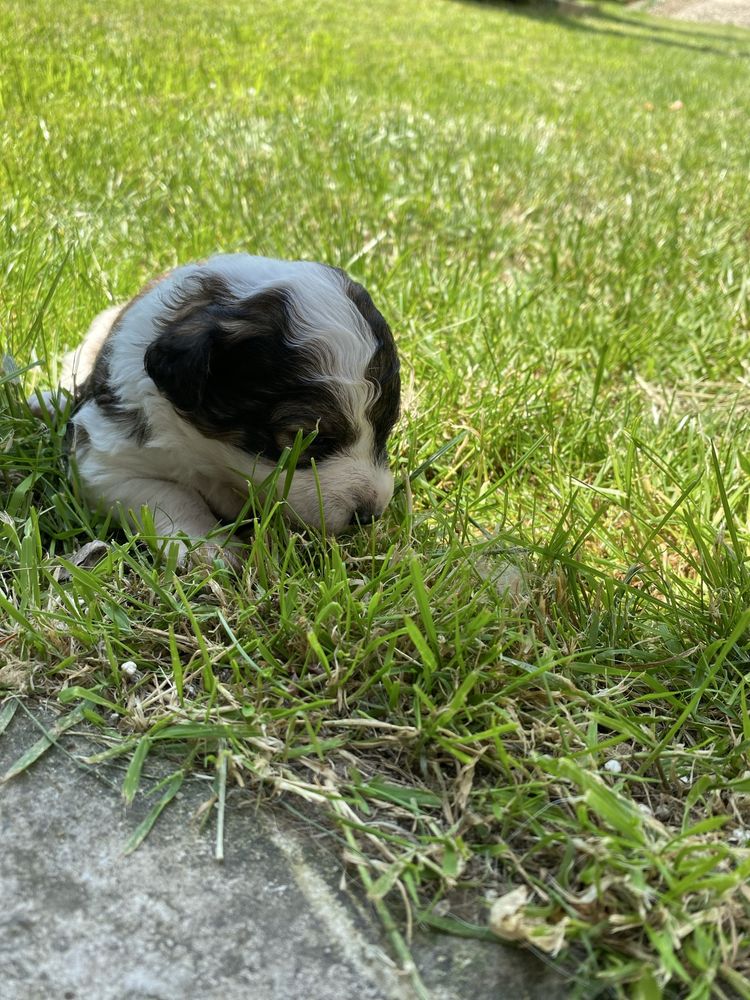 Trei Fetițe Adorabile Caută Cămin Plin de Dragoste În Vârstă De 3 Săpt