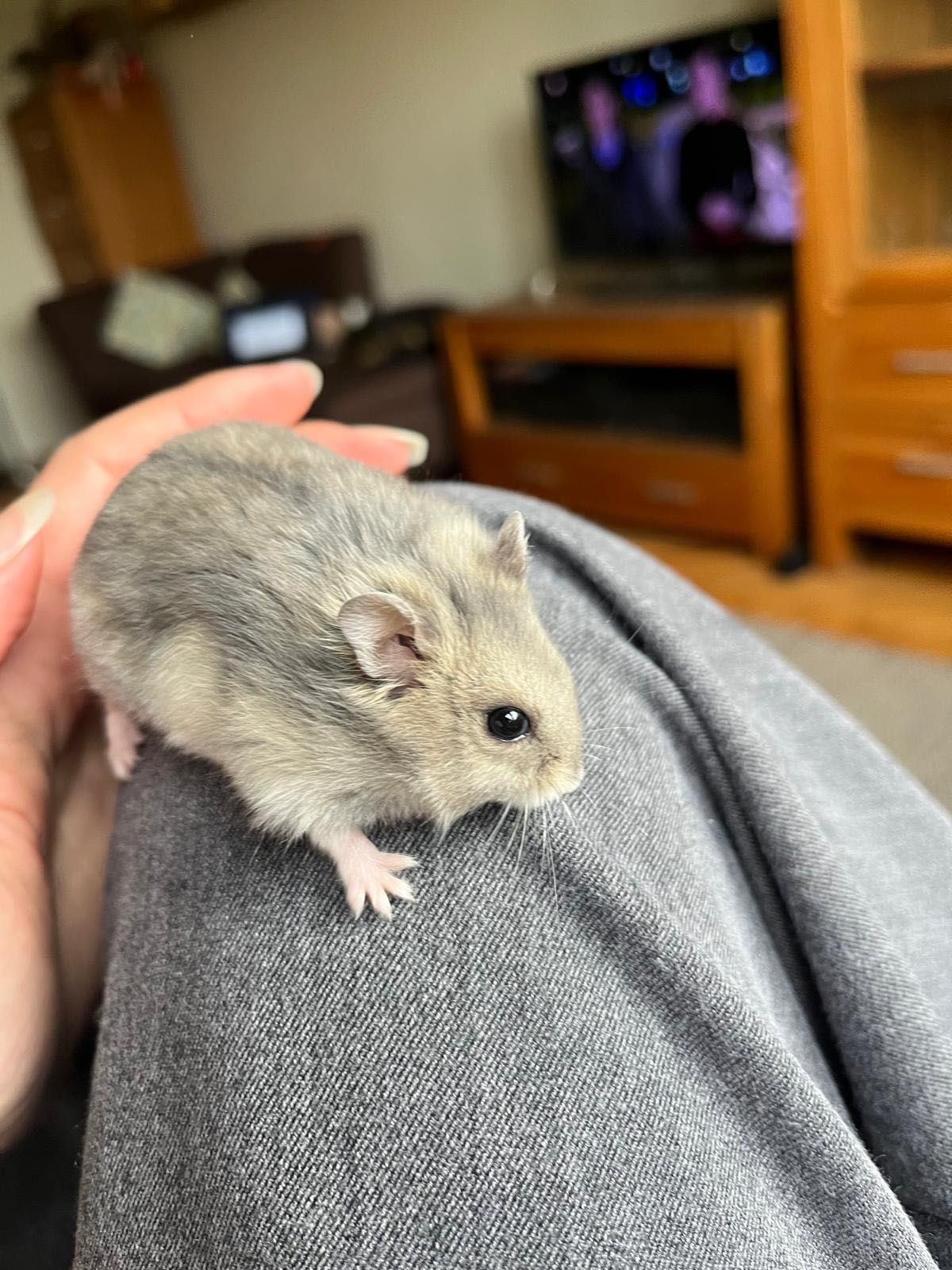 hamster cu cușca lui