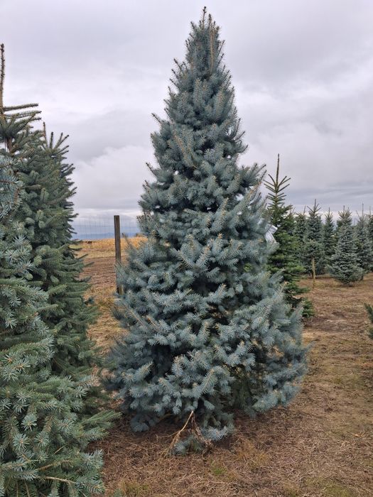 Vând mesteacăn alb catalpa