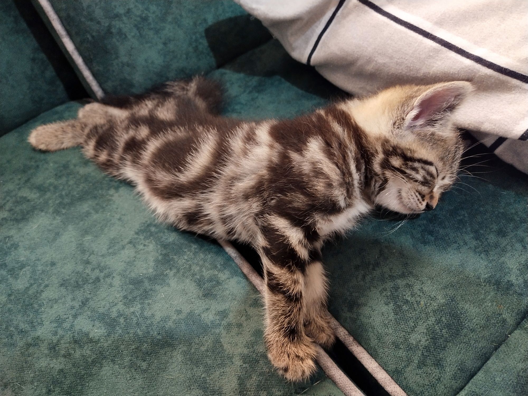 Котята породистые