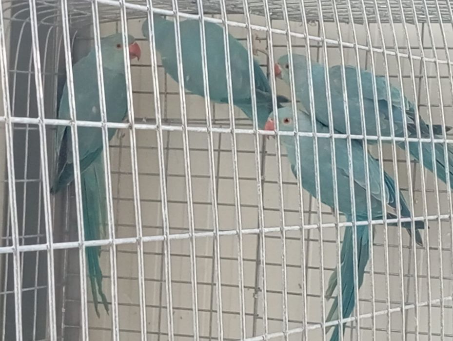 Pui papagali micul Alexandru