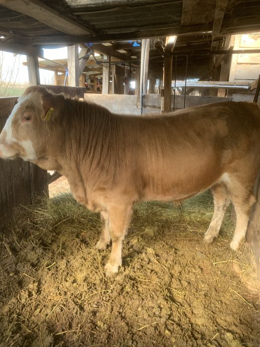 Vand 2 taurasi angus