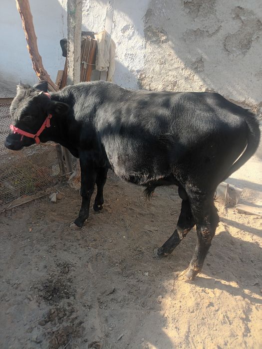 Букка сотилади 16милион