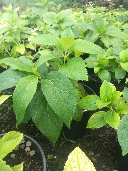 Vând hortensi la ghiveci  și smochini la ghiveci