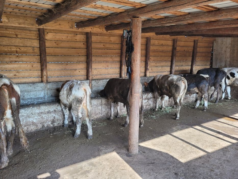 Vand 6 tauri foarte buni