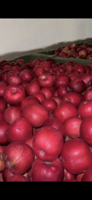 Mere import polonia