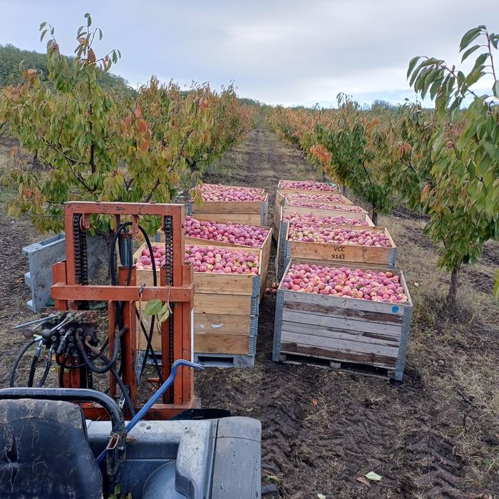 3,5 lei florina și 3lei golden angro