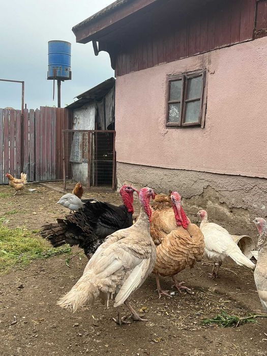 Vand curcani frumosi