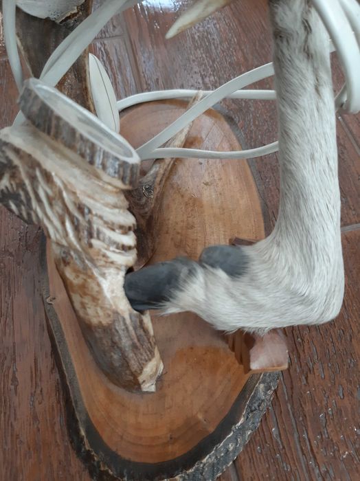 Vanzare veioza din corn de cerb si cutit vanatoare