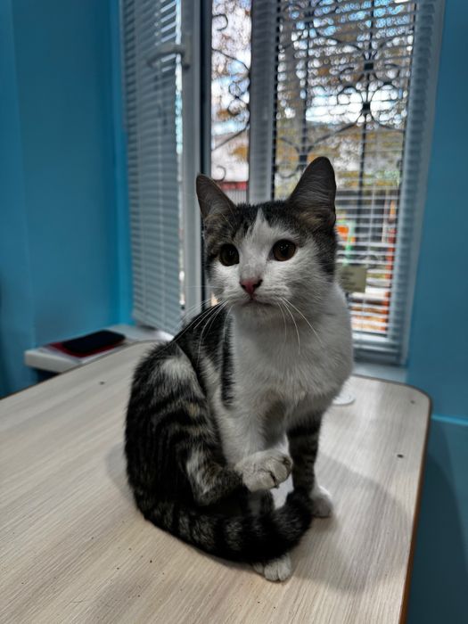 Котик ищет дом. Кастрирован
