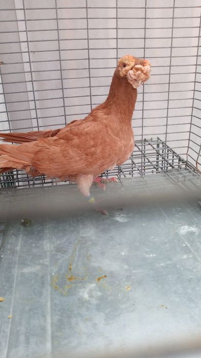 Mascul Galben Carunculat