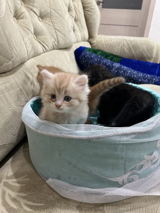 Отдам котят в добрые руки