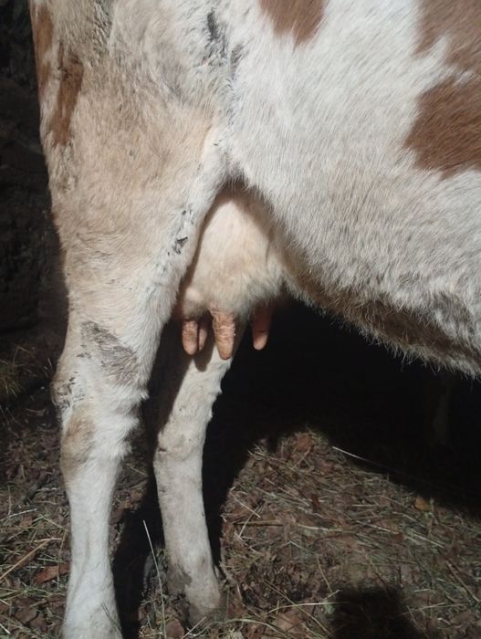 Vând vaci de cinci ani.