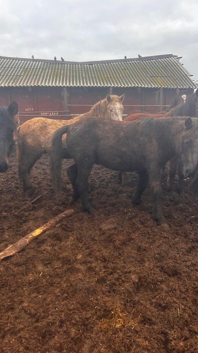 Продам согым продам