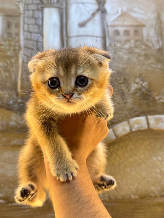 Zalatoy shinshila 2.5 oylik