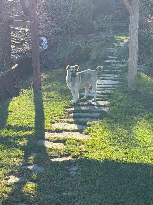 Изгубени бебета кангали под Белинташ, възнаграждение!!!