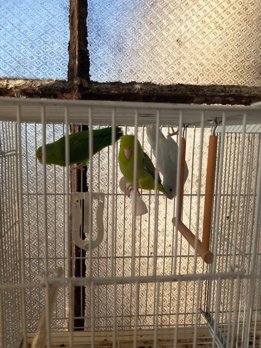 Vand papagali micul alexandru