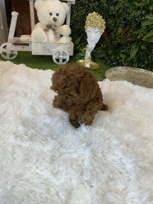 Pudel Toy – eleganți, inteligenți și foarte afectuoși