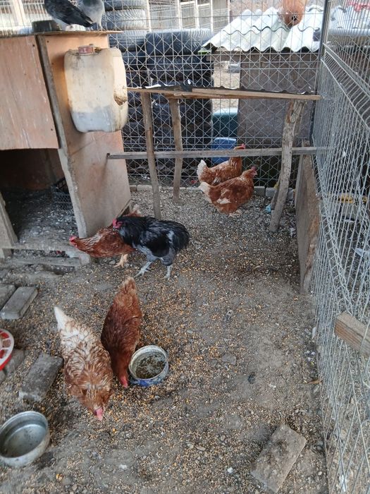 Gaini Isa Braun si cocos araucana