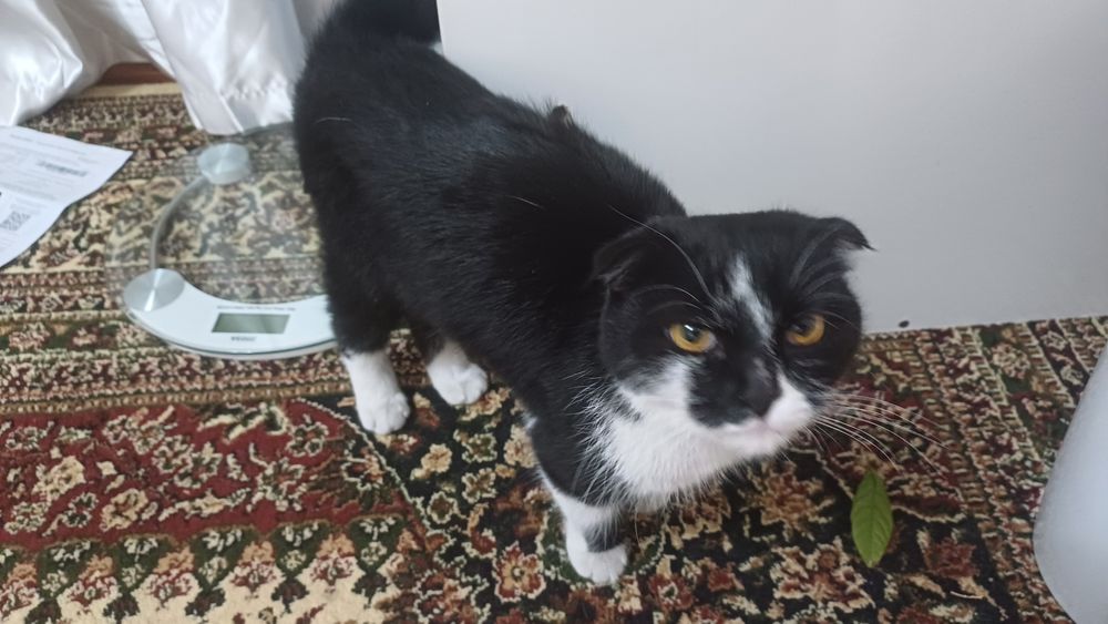 Biritan mushugi kalta yungli