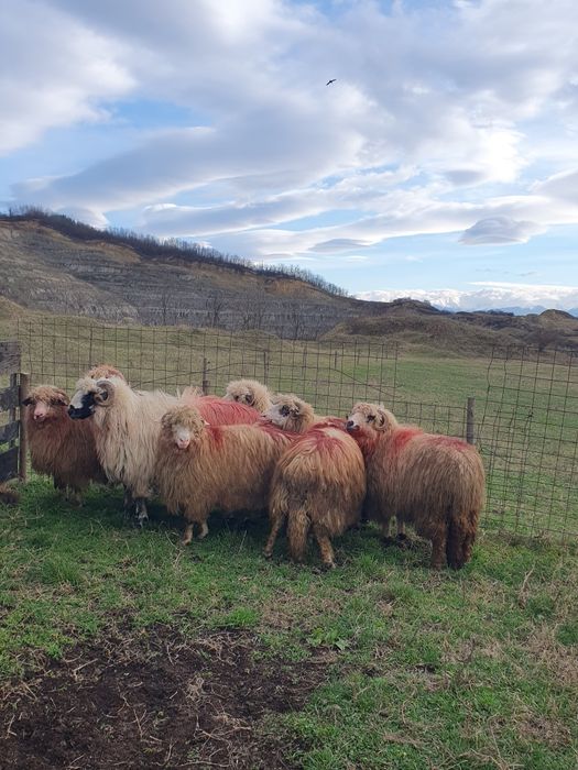 Vând oi 6 și un berbec