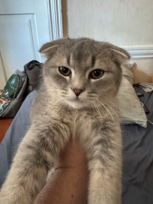 скотиш фолд мальчик