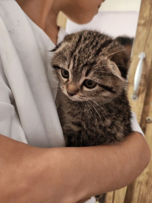 Кошка пушистая игривая