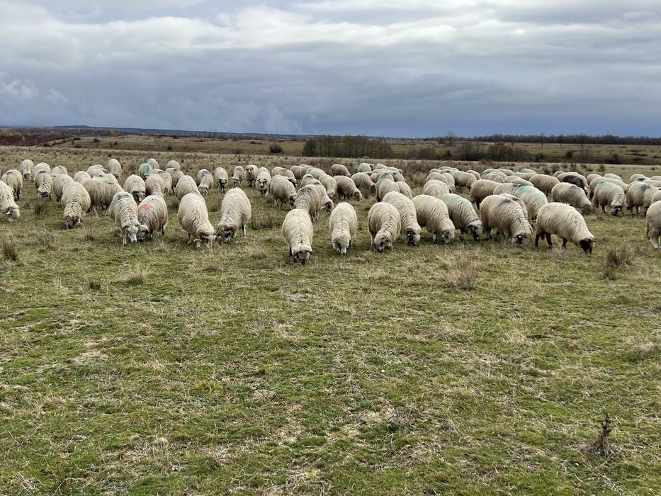 Vând oi tinere gestante