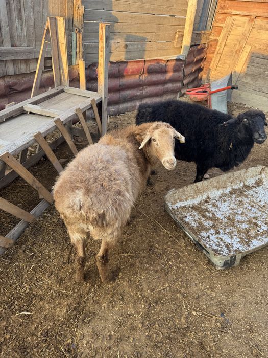 Қойлар сатылады.