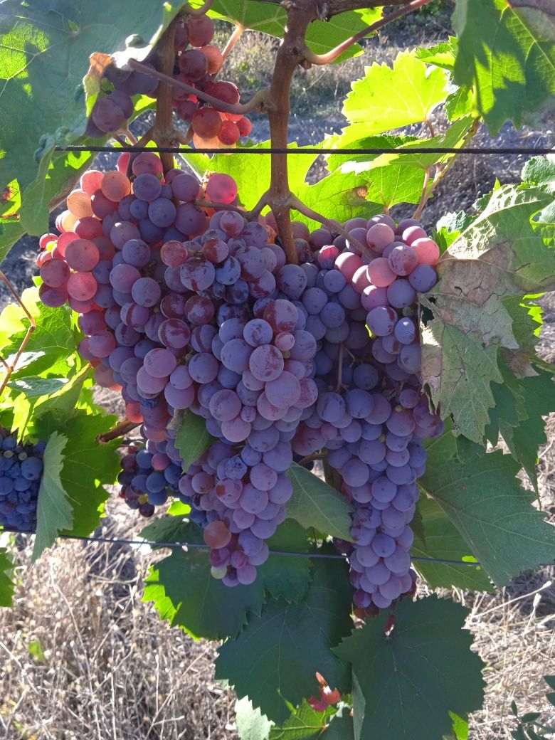 Продавам грозде памид отлично
