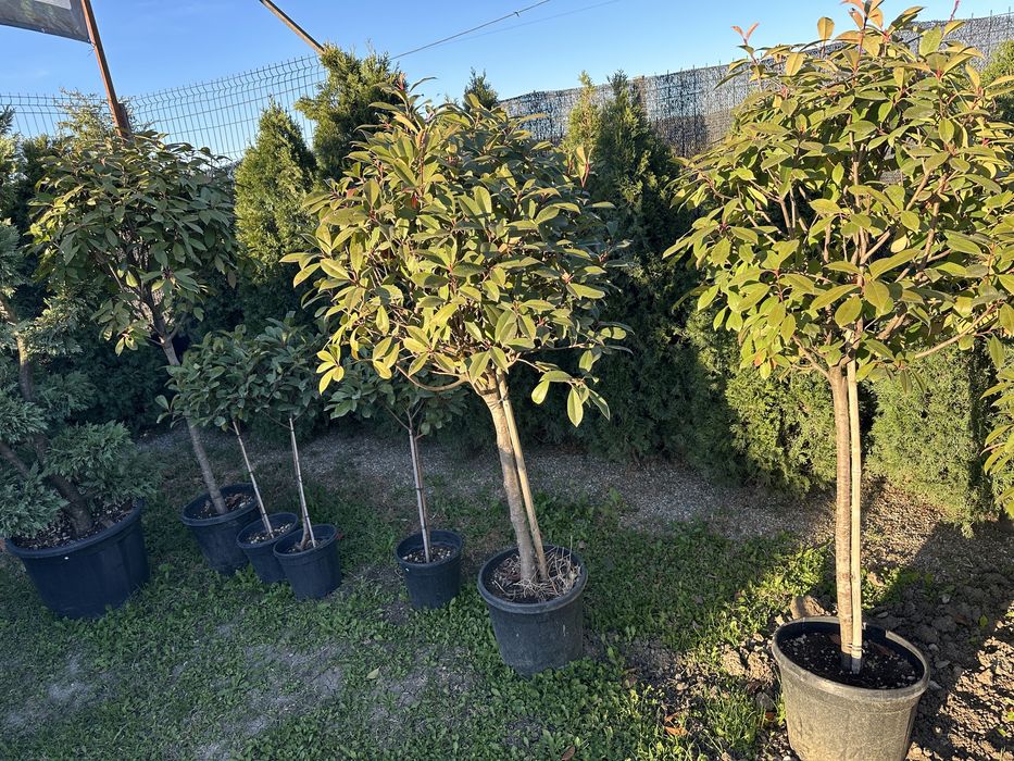 Palmieri tuia bonsai photinia pon pon maslin pin ylex laur eleganus
