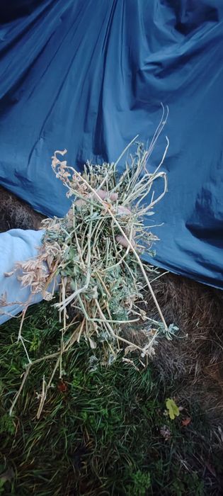 Vând baloți fân/lucerna