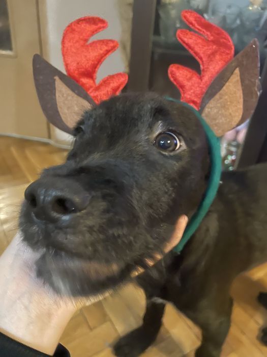 Домашен любимец мъжко куче Лаборадор-Питбул микс