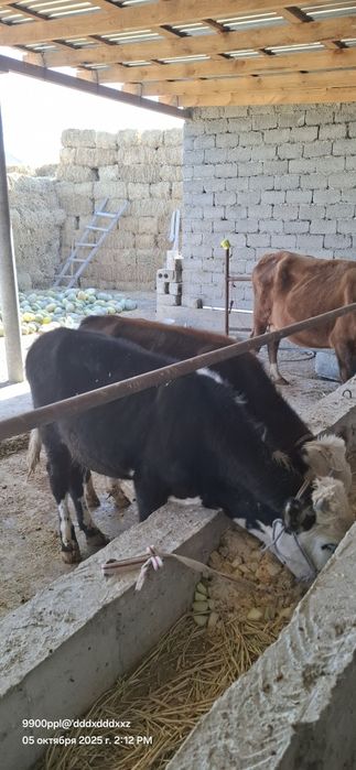 8 айлық өгізшелер сатылады