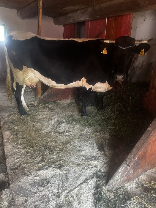 Vand vaca gestanta in 3 luni