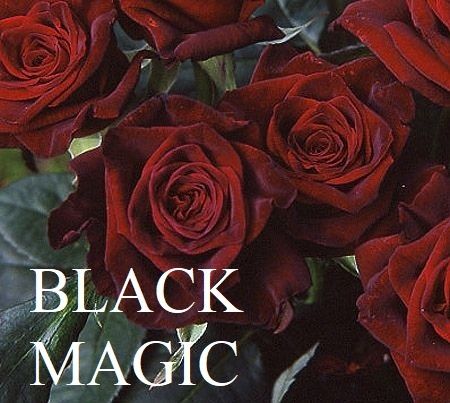 Trandafiri pomisori, diverse culori. 140 cm. Se livreaza in toata tara