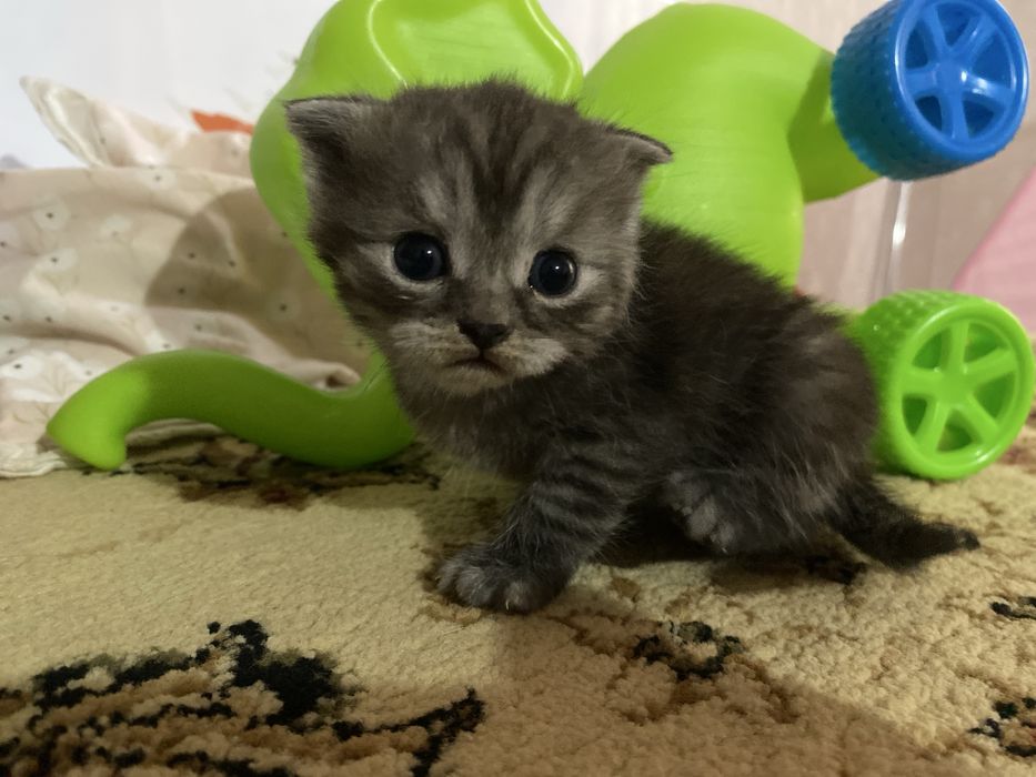 шотланские котята