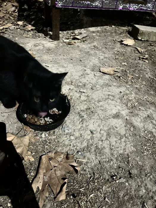 Chiroyli aqlli mushukcha hadyaga beriladi