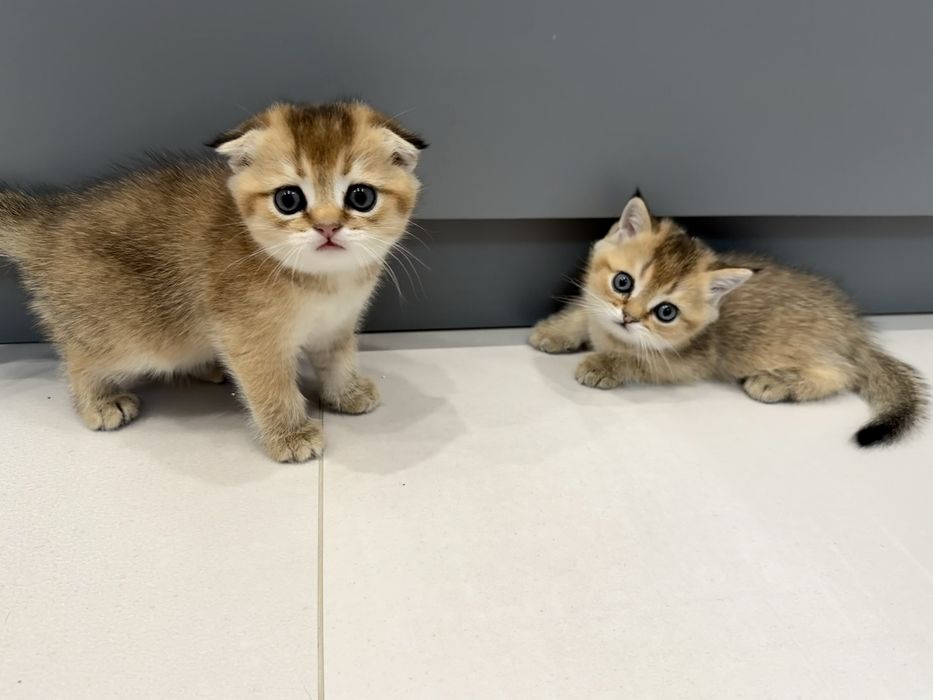 Продаются котята золотая шиншилла