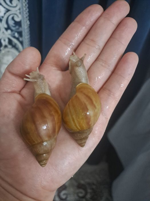 Ахатина радашка албинос и стандарт