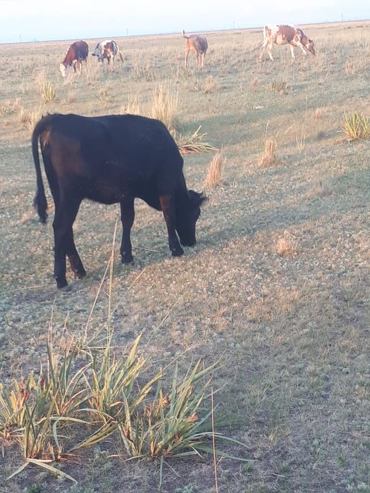 Корова с телёнком