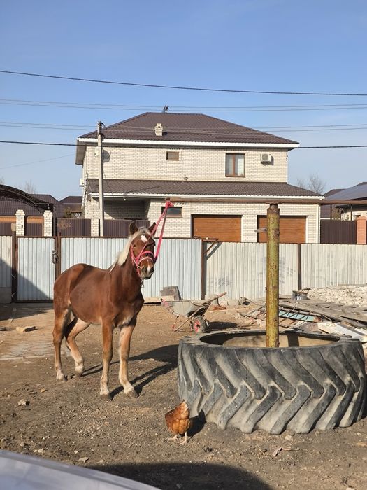 Тай сатылады 1.5 жас, жуас міңгі, бойы шамамен 1м45см.