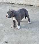 American Bully XL femela