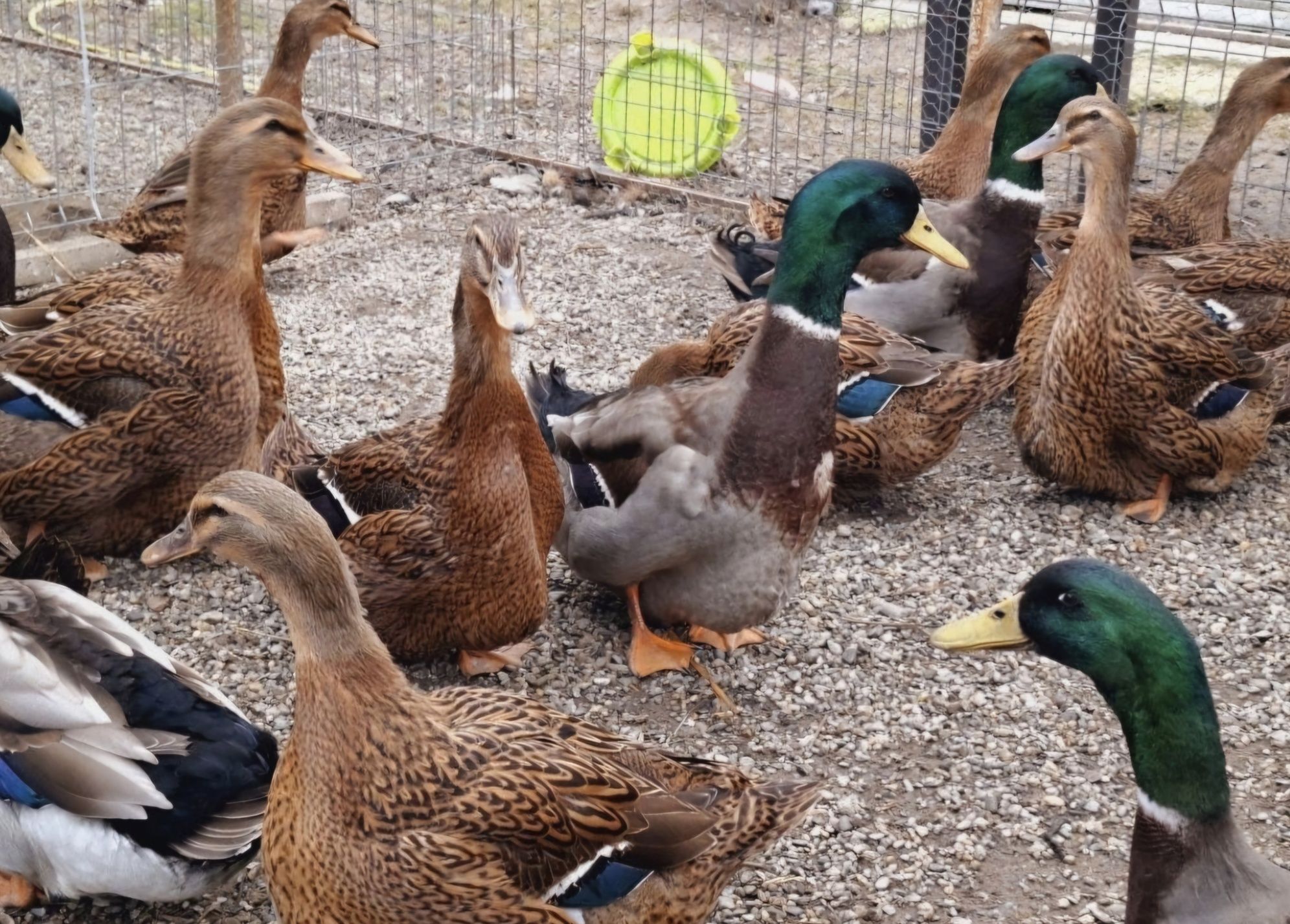 Rate ratoi ROUEN  de vanzare