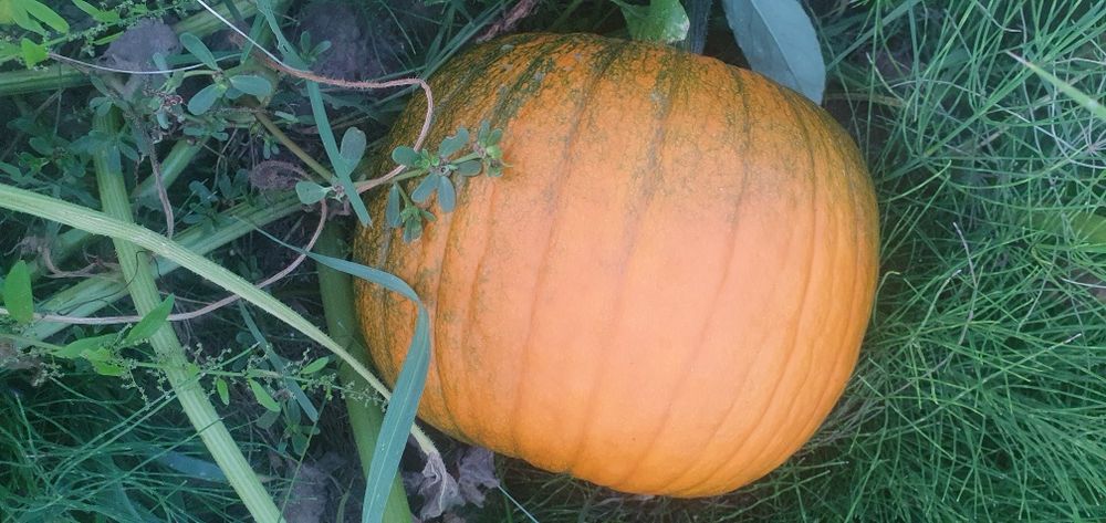 Dovleci de halloween